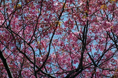 横浜緋桜2.jpg